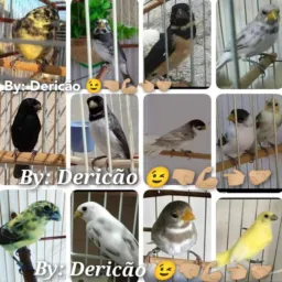 ~ SÓ O$ TUI-TUI$ 00 E COMUN$ DE FIBRA 🐦🔥