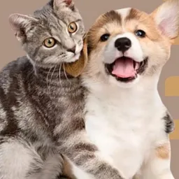 🐶🐱🐈🐕🦺DOE OU ADOTE UM AMIGUINHO👉🏻(castanhal)