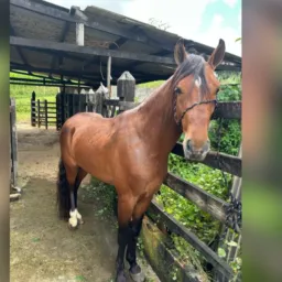 Castanho luxo, cavalo grande e inteiro com apenas 4 anos e 4 meses e mais 500 no pix por apenas 95$
