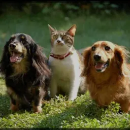 Animais perdidos Salinas e adoção.