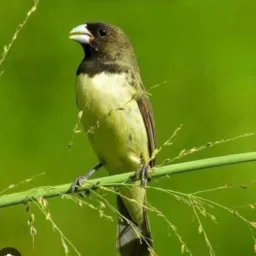 Grupo de Passarinho vende e troca..🐦