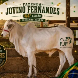 4️⃣4️⃣°EDIÇÃO🚨 TOURINHO NELORE ✅A RETIRAR EM CONDEUBA/BA FAZENDA JOVINO FERNANDES ✅
