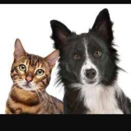 Adoção de cachorro e gato