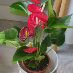 Vendas de Plantas 🪴🌹💐🌸🌺
