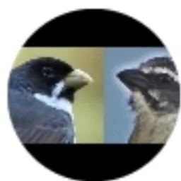 🥸🏵️Amigos rolo de aves DDD24