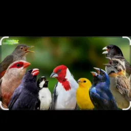 Arapongas E Rolandia Região Negócios De Aves