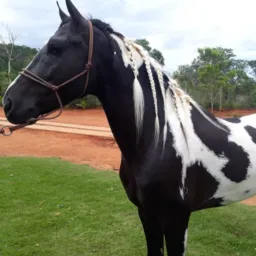 VENDA CAVALOS MOC REGIÕES