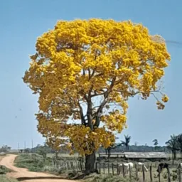 Compra E Venda cerejeiras e região