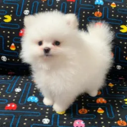 Encontre seu pet 🐾 No Litoral (grupo destinado a compra e venda )