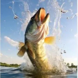 Os Pescadores 🎣🎣