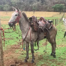 CAVALGADAS RO COMPRA E VENDA DE TROPAS, CAVALOS, MULAS, BURROS E TRAIAS EM GERAL.