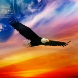 VISÃO📖DE ÁGUIA🦅