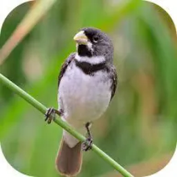 Pássaros de fibra 1 🐦