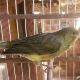 🦜  Canaril show 🦜canario conforme o vídeo é foto