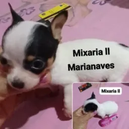 🫴✅️Animais de Estimação Pets&Cia🐕🐔🐒🐱