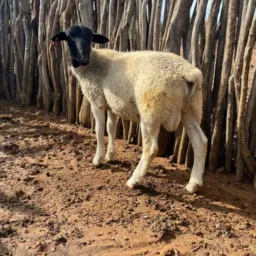 RIFA DE UM BORREGO DORBER 🐑✅