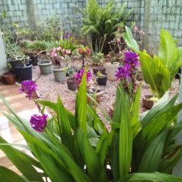 GRUPO A CURA PELAS PLANTAS MEDICINAIS AGINDO DEUS QUEM IMPEDIRÁ O PODER DE DEUS PELAS ERVAS NATURAIS
