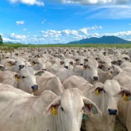 Pacheco compras e vendas de gado e fazenda no Brasil 🇧🇷🇧🇷🇧🇷