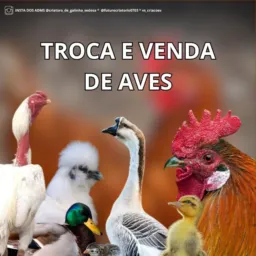 Grupo de aves