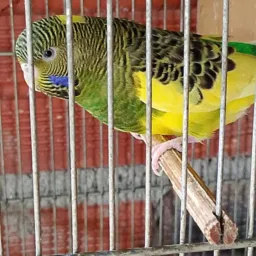 Grupo de periquito australiano