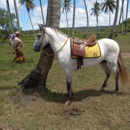Rifa de um potro mangalarga