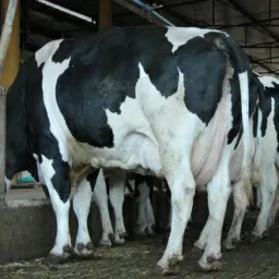 Gado Leite Alto Paranaíba