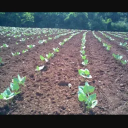 🌱01-Acucar/Soja/Milho/Arroz/feijão