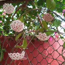 Plantas, Artesanatos de Novo Remanso 🌳