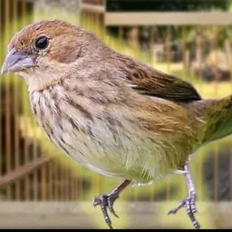 OLX DAS AVES RJ🐥🦅🦜