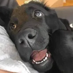 CACHORAO VIDEOS. 😂😂😂😂😂