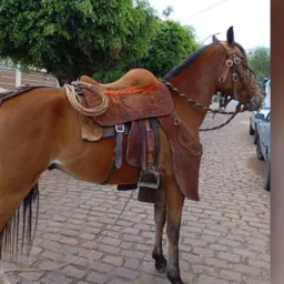 Rifa lindo cavalo de argolinha