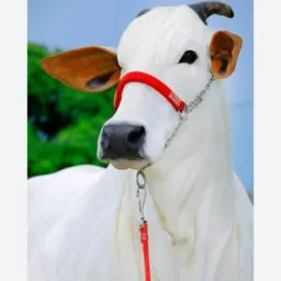 Compra e vendas agronegócio Campo Grande MS e região 🚜🐮🐴