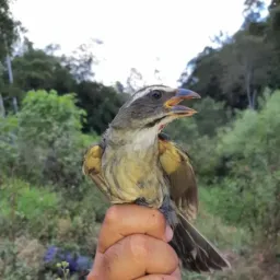 🦅🌳Amigos Nova serrana 022 🫡🎵🦅