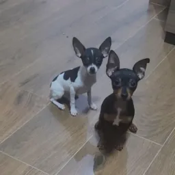 Pinscher / Curitiba e região