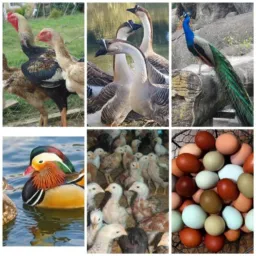 *AVES E OVOS ARAXÁ OFICIAL* #CRIADO EM 24/06/2020#