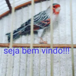 Belgas e silvestres MG 🐣