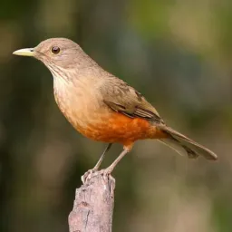 Aviáriomarketplace