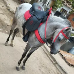 Grupo de cavalo recife 🐎
