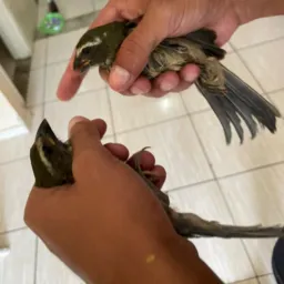 TRINCA FERRO VENDA É ROLO 🥇💥🦅