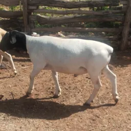 Rifa de um carneiro, Geraldo do bar