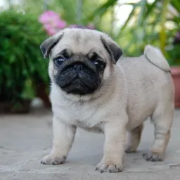 Filhote de Pug Bauru e região 🐶