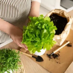HORTA EM CASA