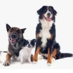Compra e venda de animais