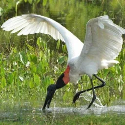 Rolistas aves brazil