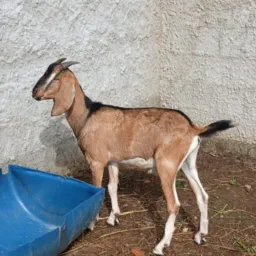 Rifa-se um Bode Capado