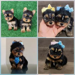 (Sp) yorkshire pronto entrega preço de revenda  são Paulo 🐶