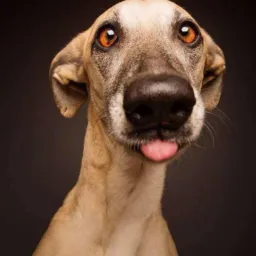 🤪 Zueira Goiânia 🤣 Amizades e Resenha 😎 Vídeos, Figurinhas, Bate-Papo, Música 😃