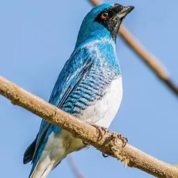 SILVESTRE ÁGUAS LINDAS 🦅