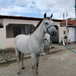 RIFA UM CAVALO CASTRADO E MANSO