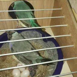 DIAMANTE-DE-GOULD E MANON
